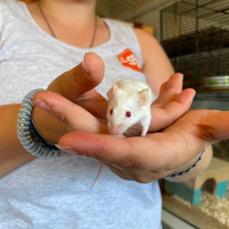 Lunette - Rongeur Souris à adopter