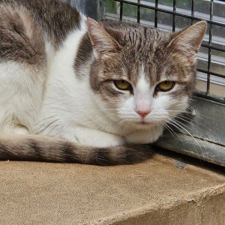 Toblerone - Chat Européen à adopter