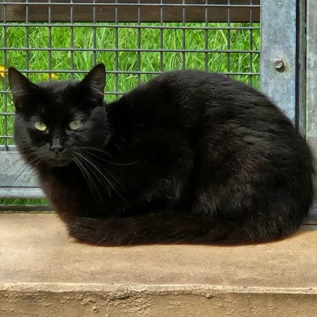 Billy - Chat Européen à adopter