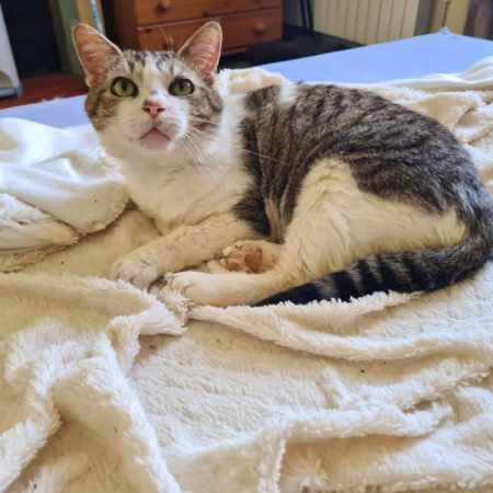 Unicorn - Chat Européen à adopter