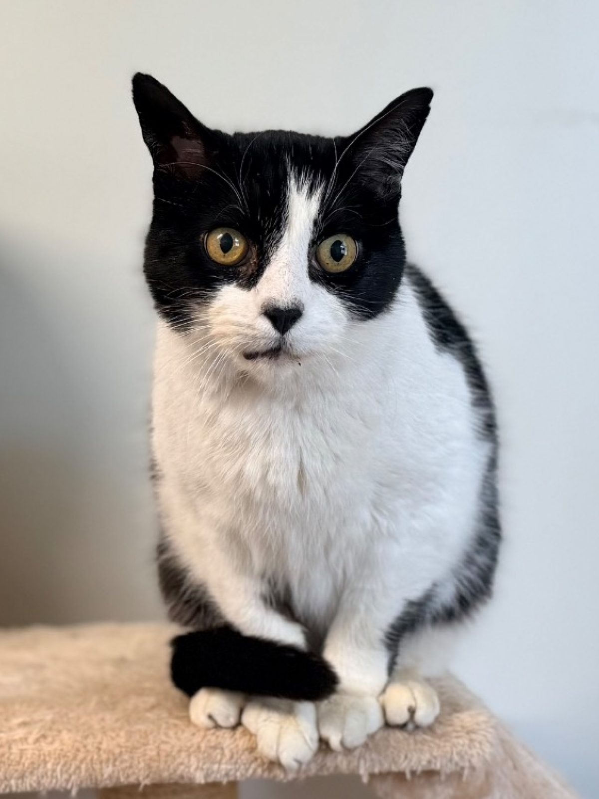 Frimousse - Européen à adopter à Cluses (74) - Animaux.fr