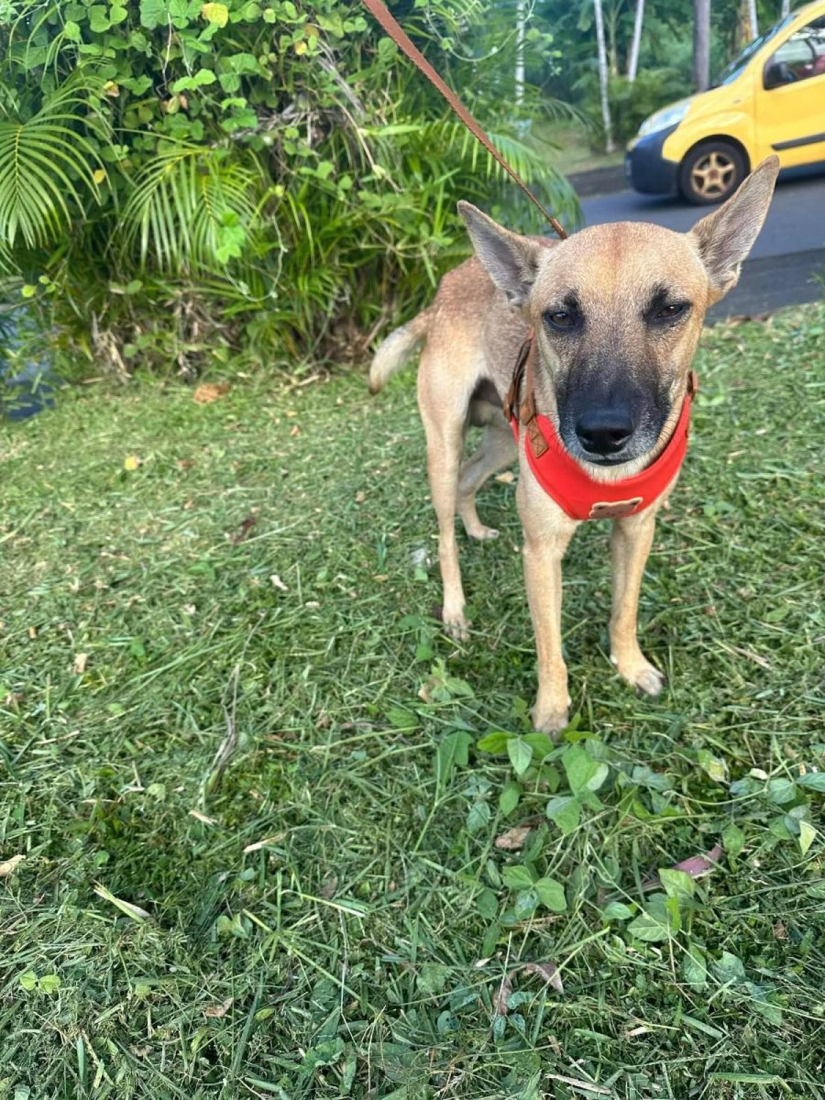 Sun - Chien à adopter à Paris (75) - Animaux.fr
