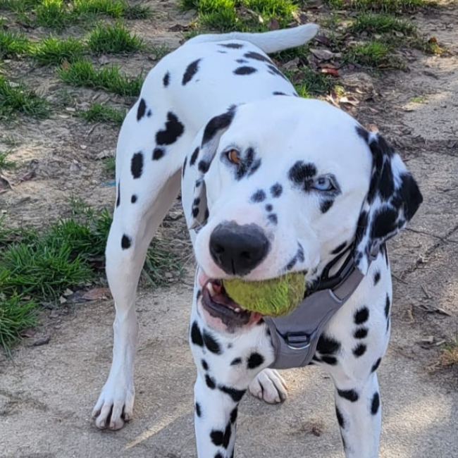 Pongo