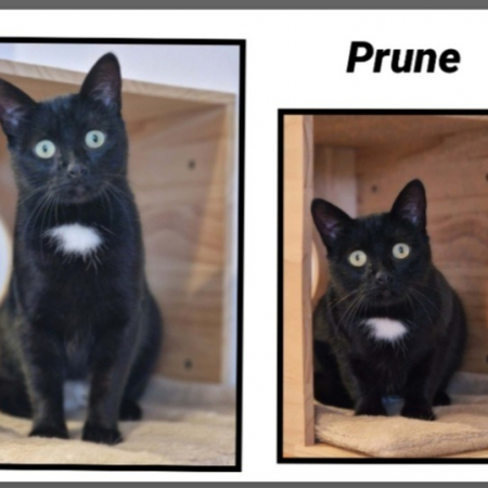 Photo de Prune réservé