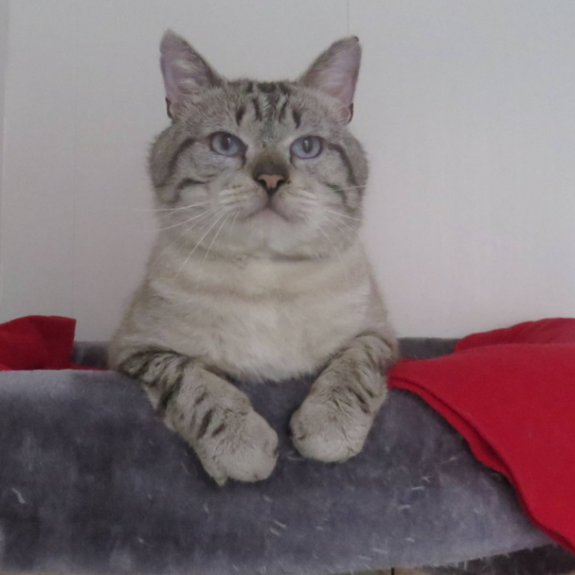 Photo de Baloo