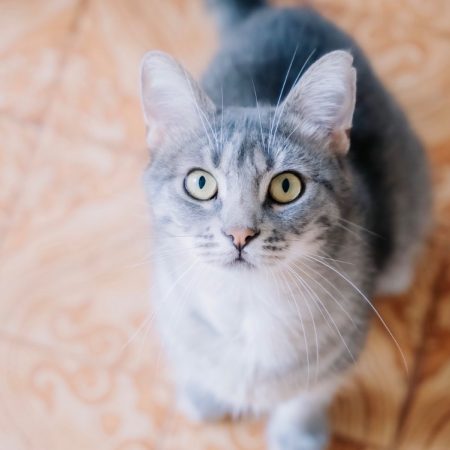 Petit nuage - Chat Européen à adopter