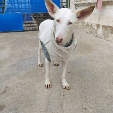 NUT - Chien Podenco Ibicenco à adopter