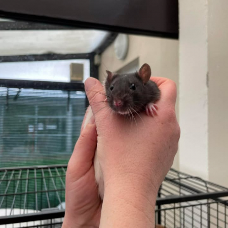 Photo de Milo