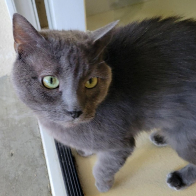 Photo de Petit chat dit petiot