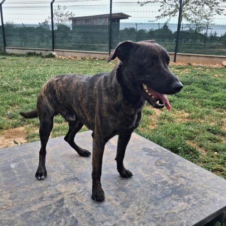 Youki - Chien Berger à adopter