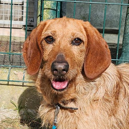 Nestor - Chien Basset Fauve de Bretagne à adopter