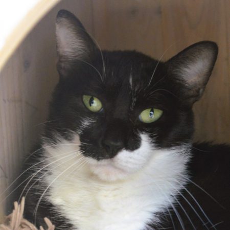 Pulco - Chat Européen à adopter
