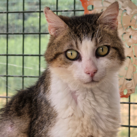 Devil - Chat Européen à adopter