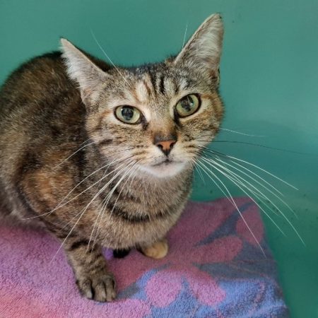 Haribo - Chat Européen à adopter