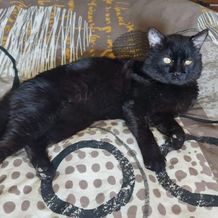 MERLIN - Chat à adopter
