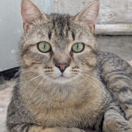 Waldo - Chat Européen à adopter