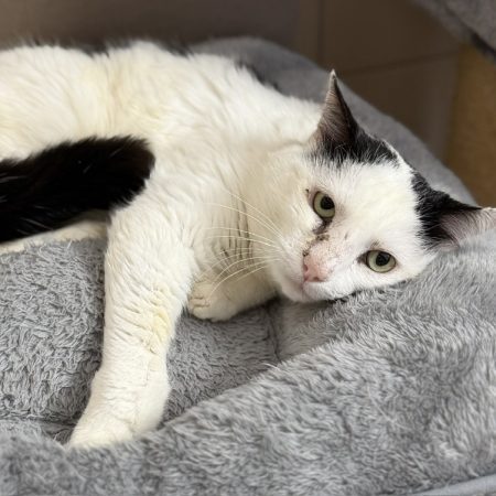 Zephyr - Chat Européen à adopter