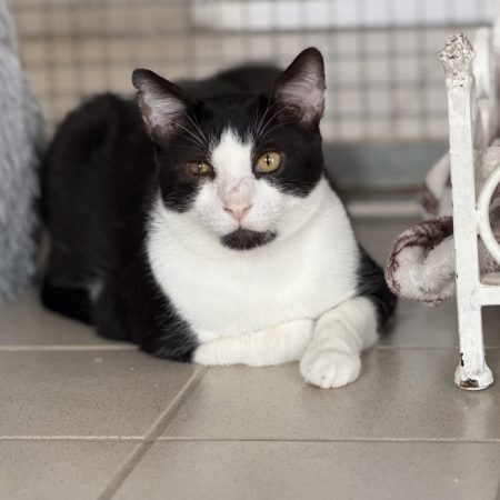 Leo - Chat Européen à adopter