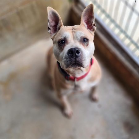 Chipie - Chien à adopter