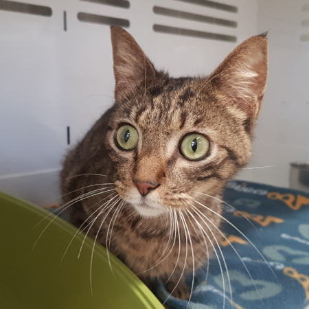Photo de Tyson