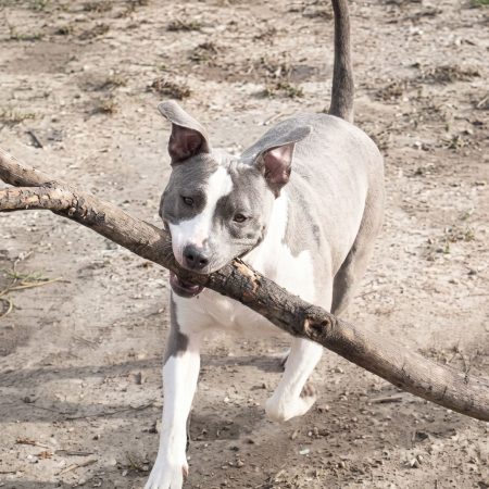 Goliat - Chien à adopter