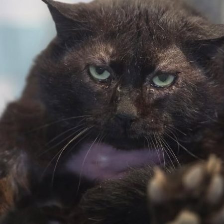Malif - Chat Européen à adopter