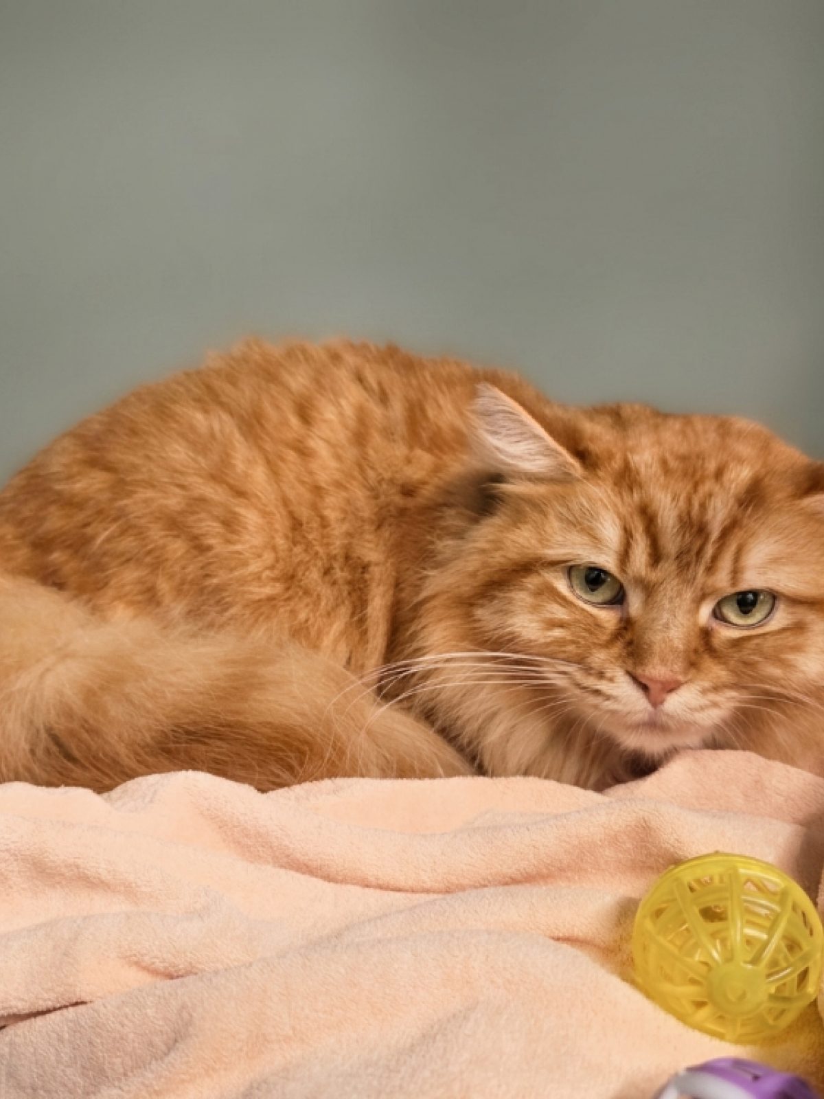 Moky - Chat à adopter à Saint-Parres-aux-Tertres (10) - Animaux.fr