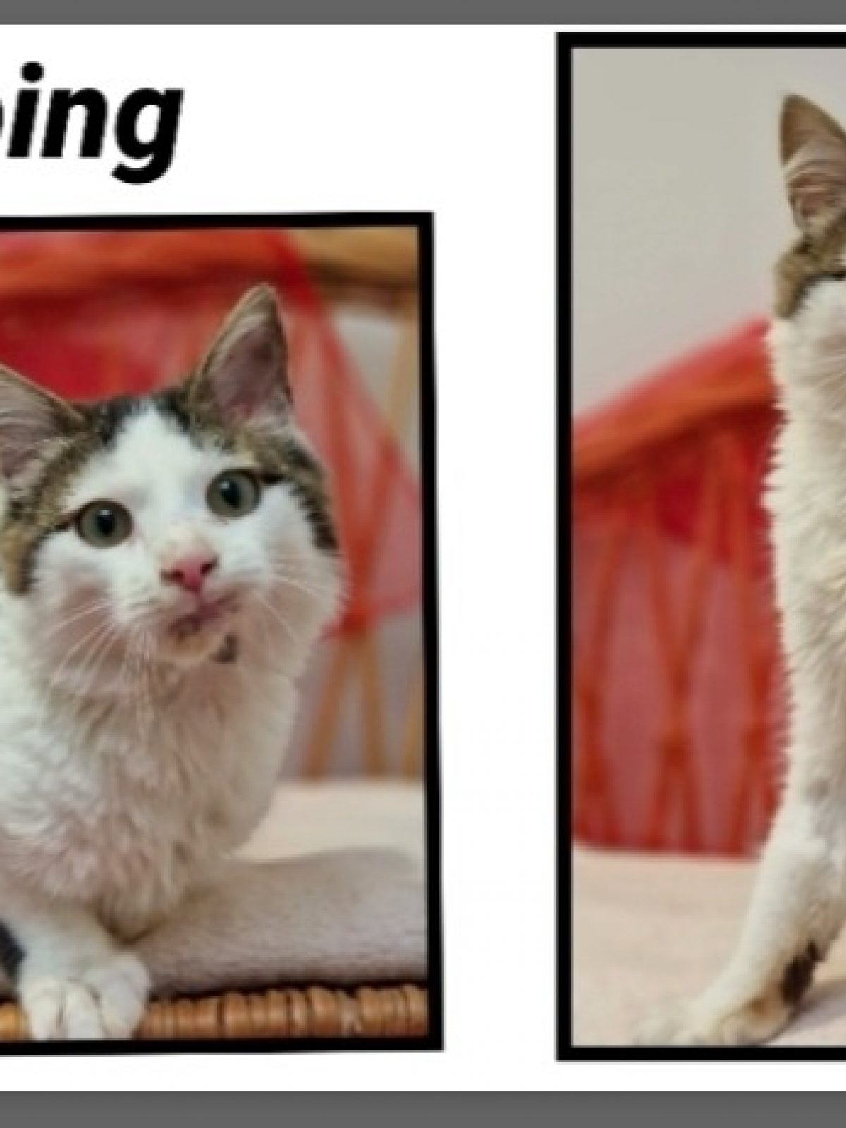 Looping - Européen à adopter à Tollevast (50) - Animaux.fr