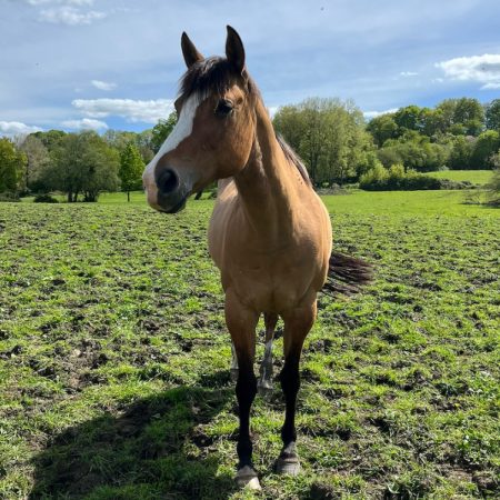 Californie - Equidé Cheval à adopter