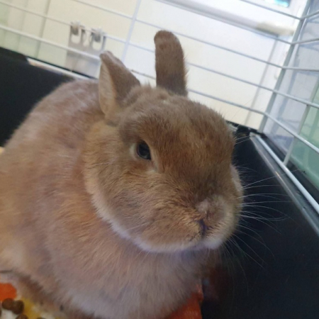 Seven - Rongeur Lapin à adopter