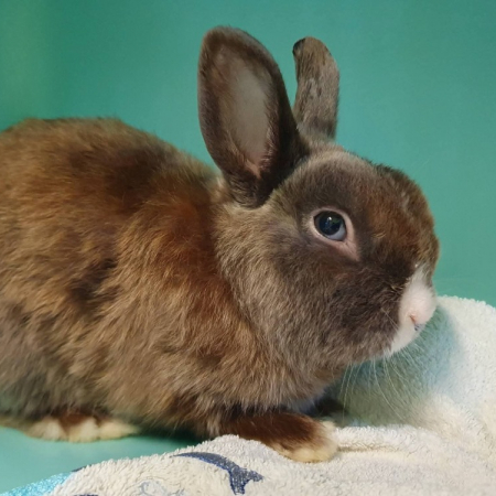Mutsu - Rongeur Lapin à adopter