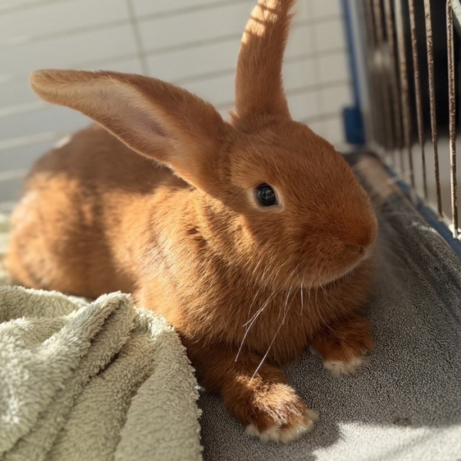 Photo de Pimprenelle