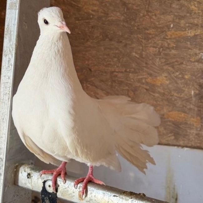 Photo de Invisible birdy