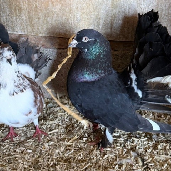 Photo de Mr fantastic