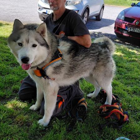 Stone - Chien à adopter