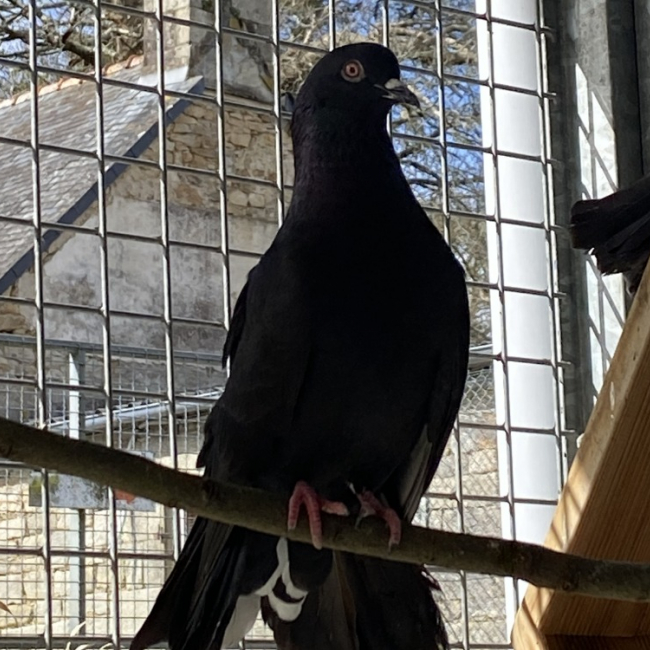 Photo de Roucool qnac