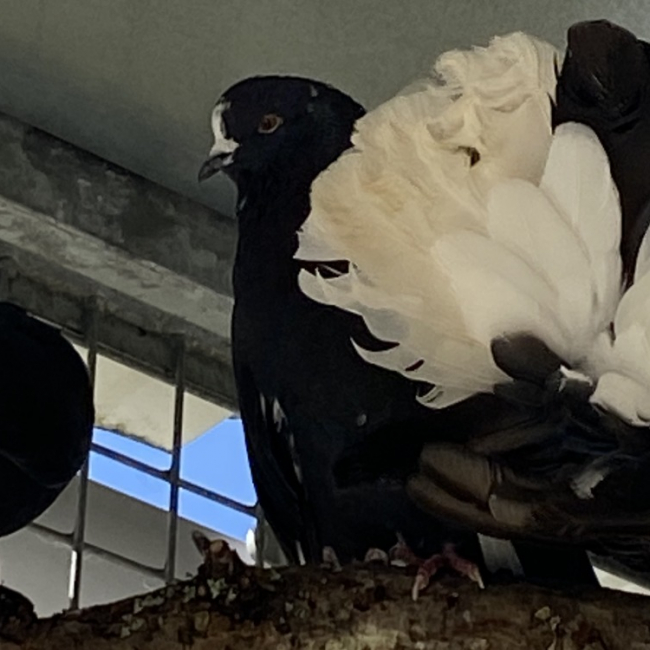 Photo de Poichigeon qnac