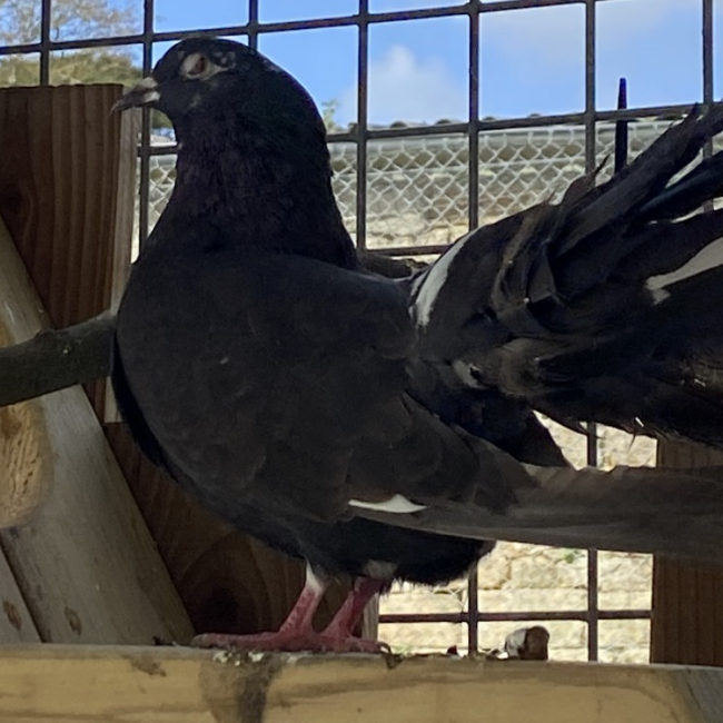 Photo de Piafabec qnac