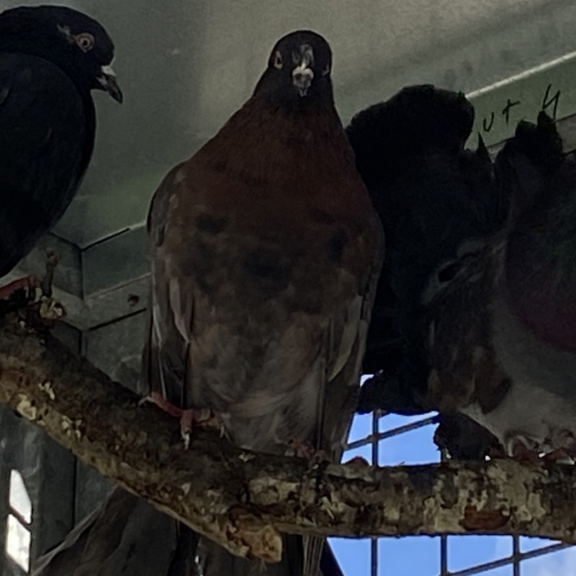 Photo de Bekipan qnac