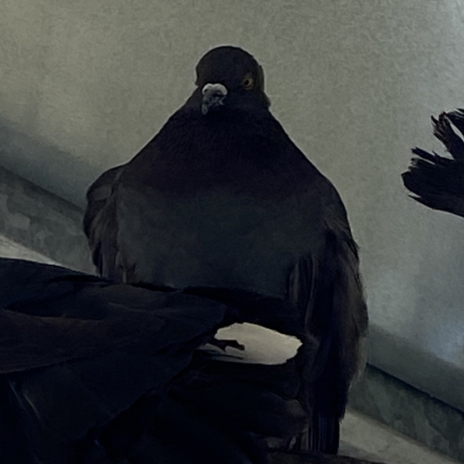 Photo de Piclairon qnac