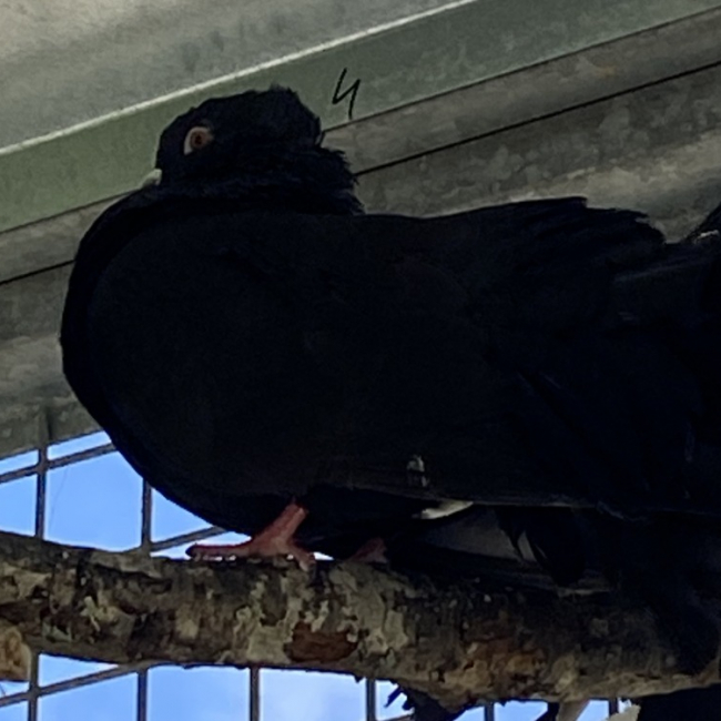 Photo de Picassaut qnac