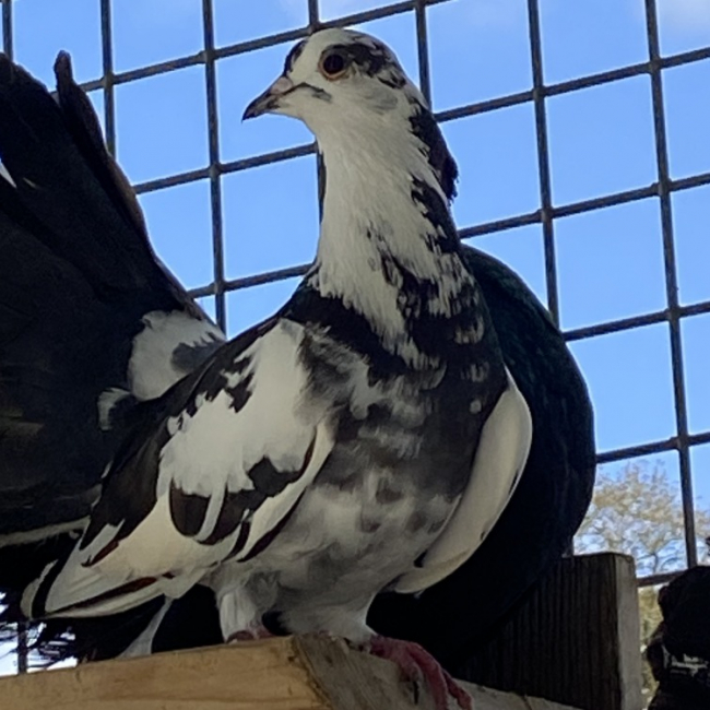 Photo de Bleuseille qnac