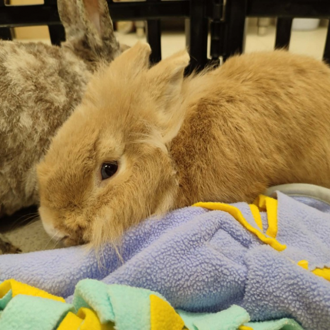 Photo de Lockpin qnac