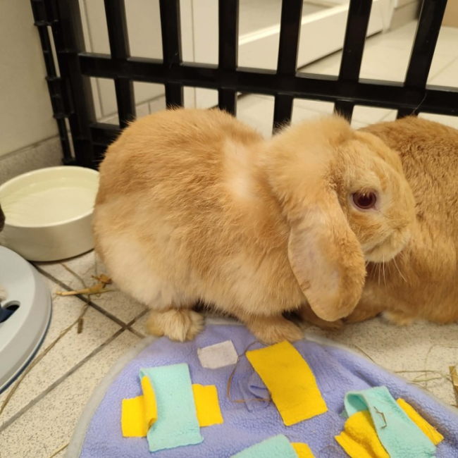 Photo de Carottchu qnac