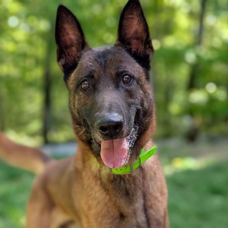 Olaf - Chien Berger Belge Malinois à adopter