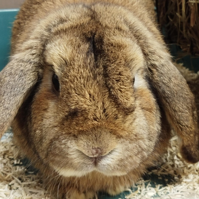 Celeste