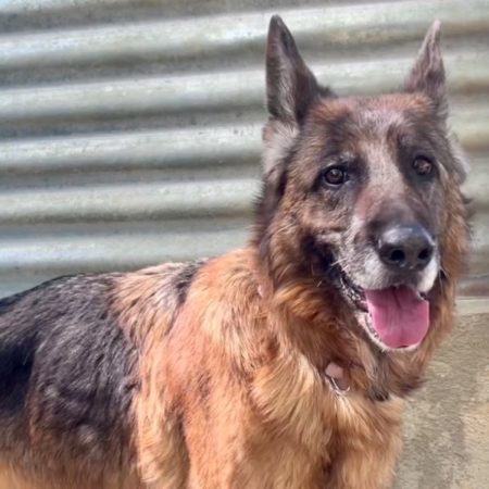 Nala ma louve - Chien Berger Allemand à adopter