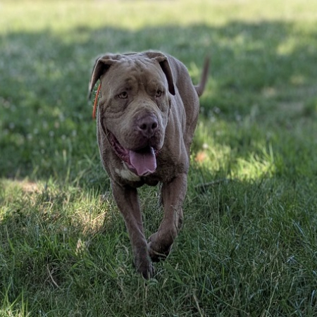 Photo de Tyson