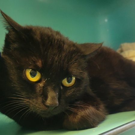 Taureau - Chat Européen à adopter