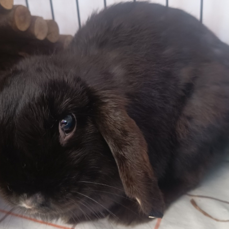 Photo de Pietragalla 681